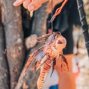 Diving Klein Curaçao Lionfish