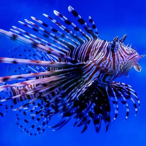 Guided Lionfish Hunt